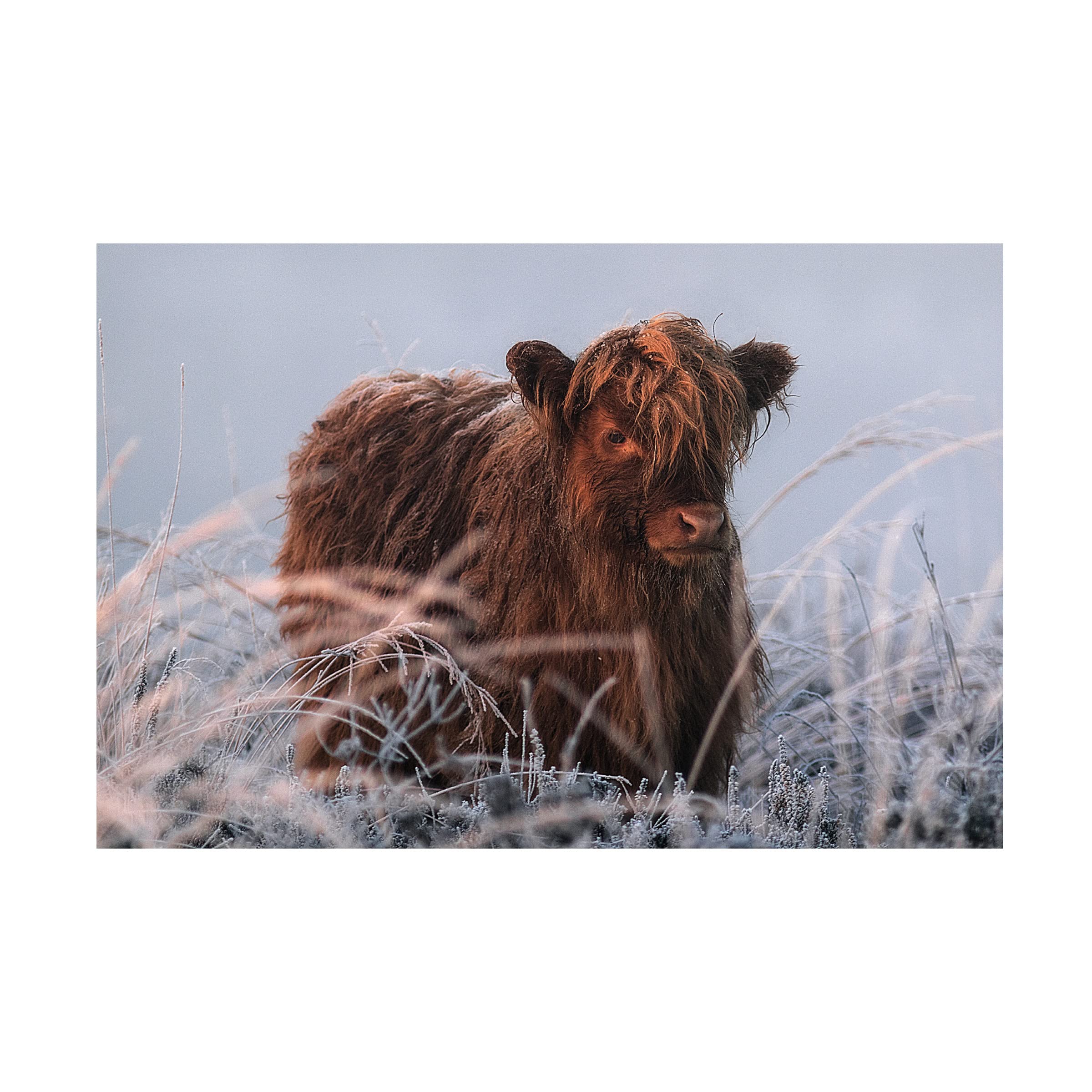 Trademark Fine Art 'Little Highlander' Canvas Art Print by Jaap Van Den - Highland Landscape Wall Decor for Living Room, Bedroom & Office