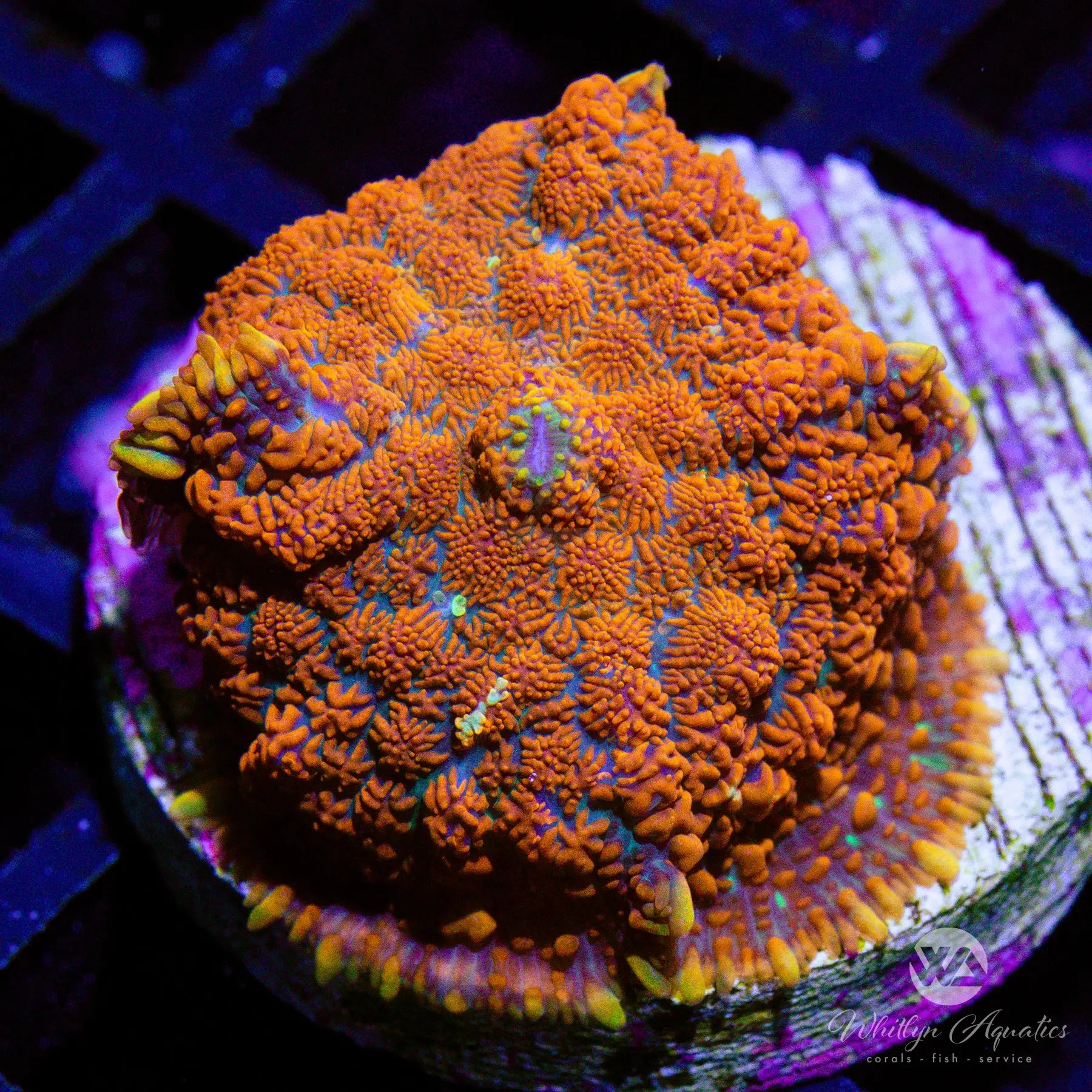 A16 Superman Rhodactis Mushroom Coral - WYSIWYG Live Coral for Saltwater Aquariums | Perfect for Reef Tanks & Marine Displays