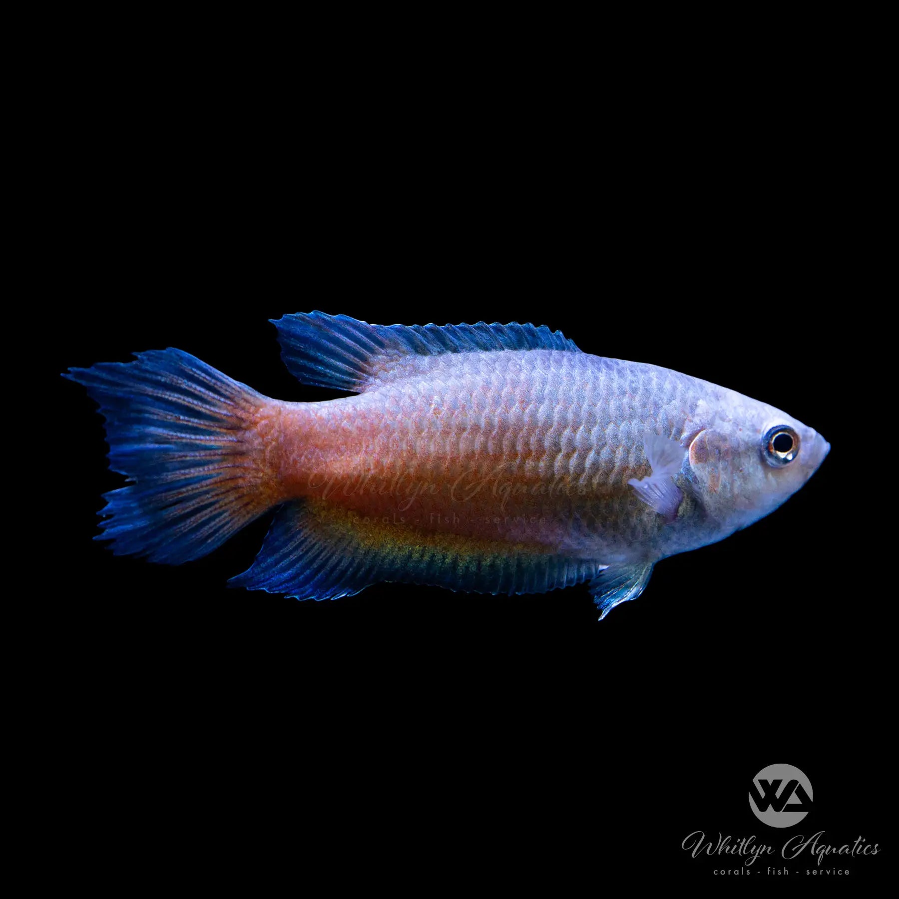 Red Flame Blue Fin Paradise Fish (Macropodus opercularis) - Stunning Tropical Aquarium Fish for Home & Office Decor