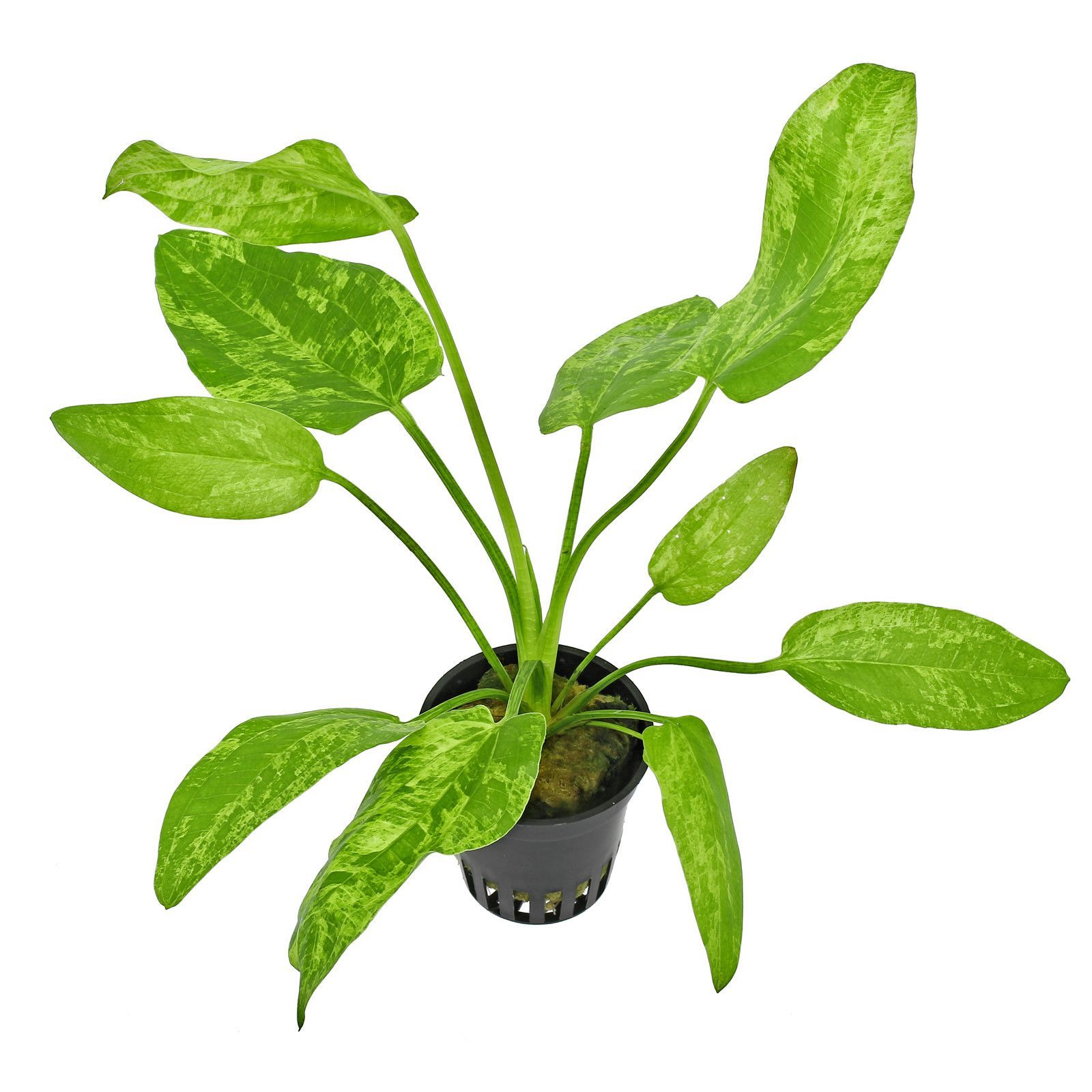 TCulture Echinodorus Marble Queen Live Aquatic Plant for Aquarium - Easy Care Freshwater Plant for Fish Tanks, Ponds & Water Gardens - Perfect for Aquascaping & Natural Habitat Decoration