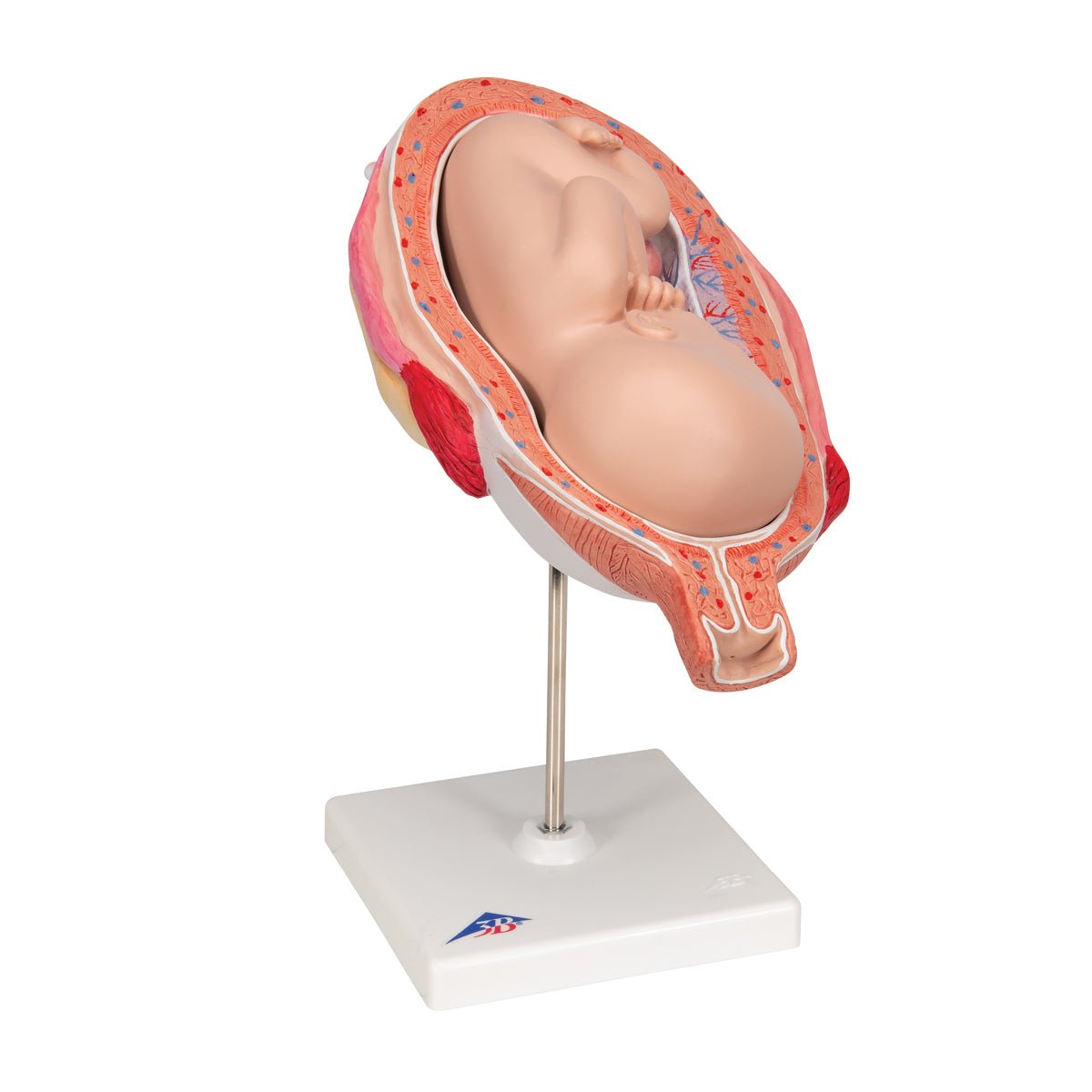 7 Month Fetus Model with 3B Smart Anatomy L10 8 - Perfect for Medical Education, Nursing Training & Anatomy Studies