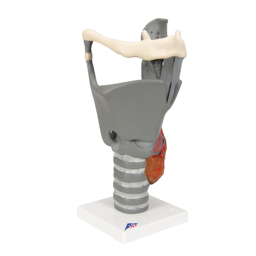 Premium 2.5X Enlarged Larynx Anatomy Model - Detailed Functional Human Throat Structure for Medical Students, Doctors & Speech Therapists - Perfect for Classroom Demonstrations & Clinical Training