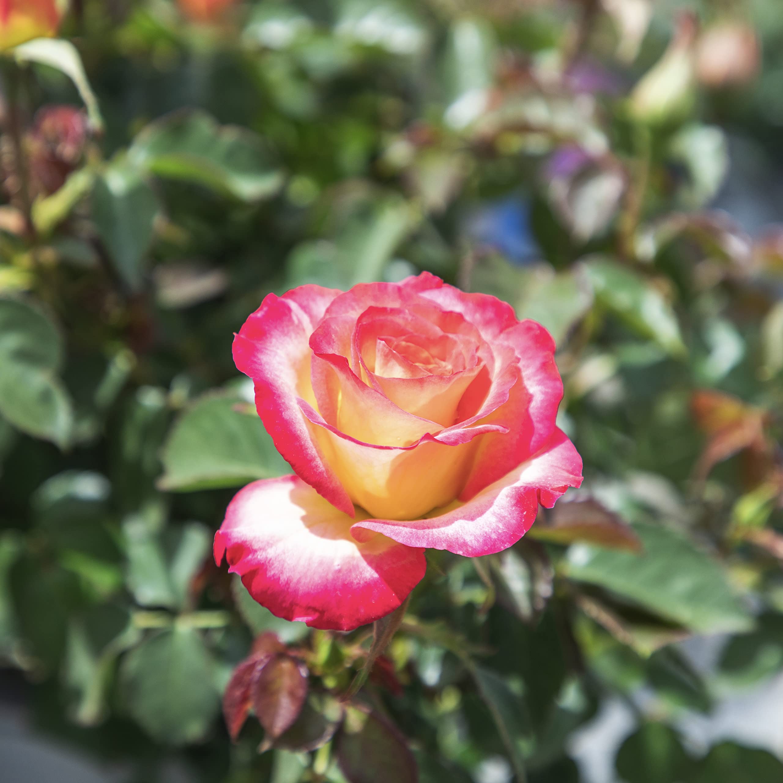 Fresh Pink & Yellow Roses for Delivery - Live Rose Bush Plants, Potted Outdoor Rose Plants | Perfect Plant Lover Gifts & Home Garden Decor | Ideal for Birthdays, Anniversaries & Valentine's Day