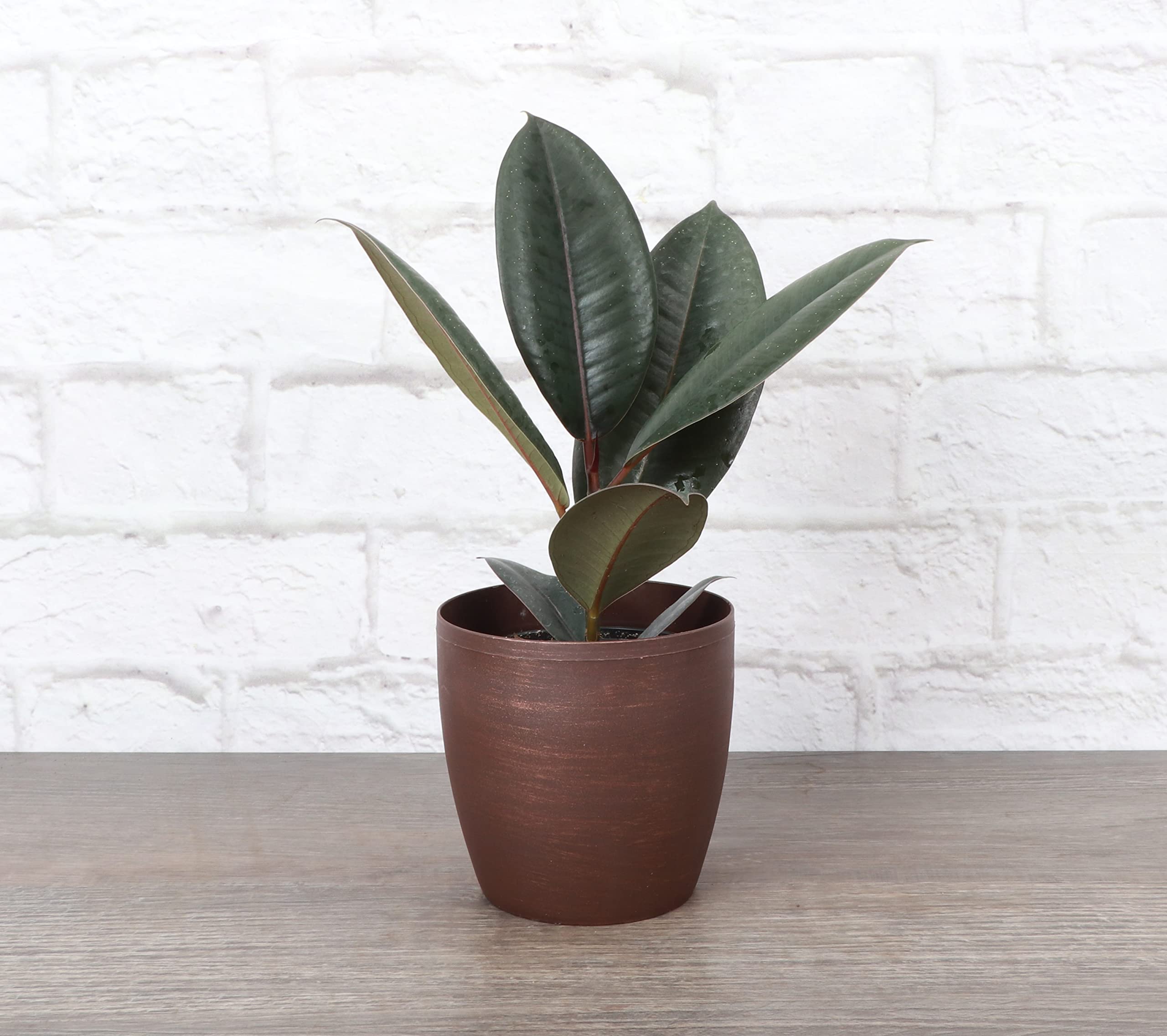 Thorsen's Greenhouse Ficus Elastica Burgundy Rubber Plant - Live Indoor Houseplant in 4