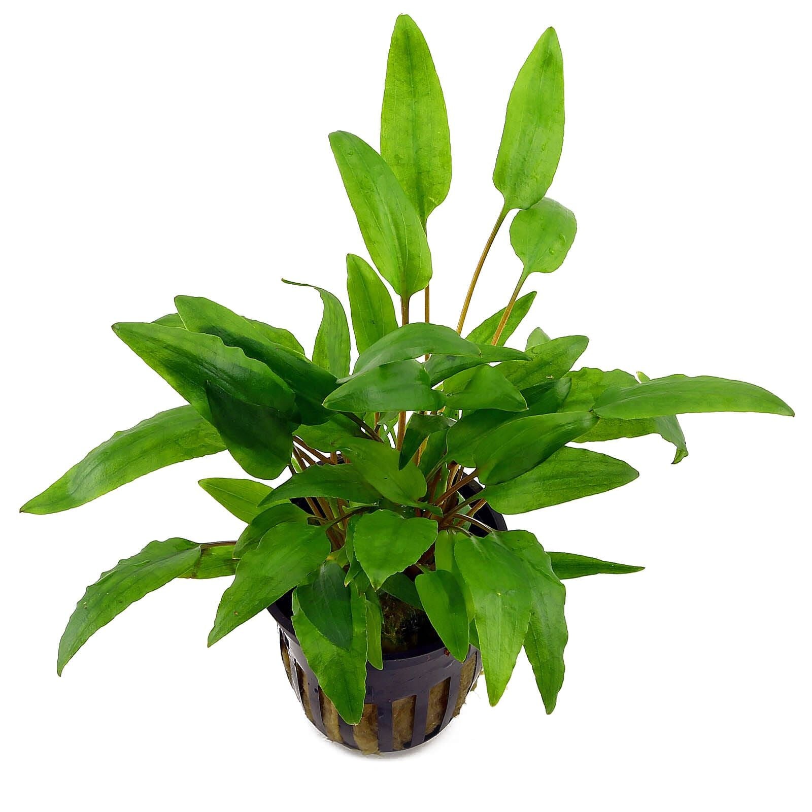 TCulture Cryptocoryne Wendtii 'Green' Live Aquarium Plant in Pot - Perfect for Freshwater Fish Tanks, Aquascaping & Low-Tech Planted Aquariums