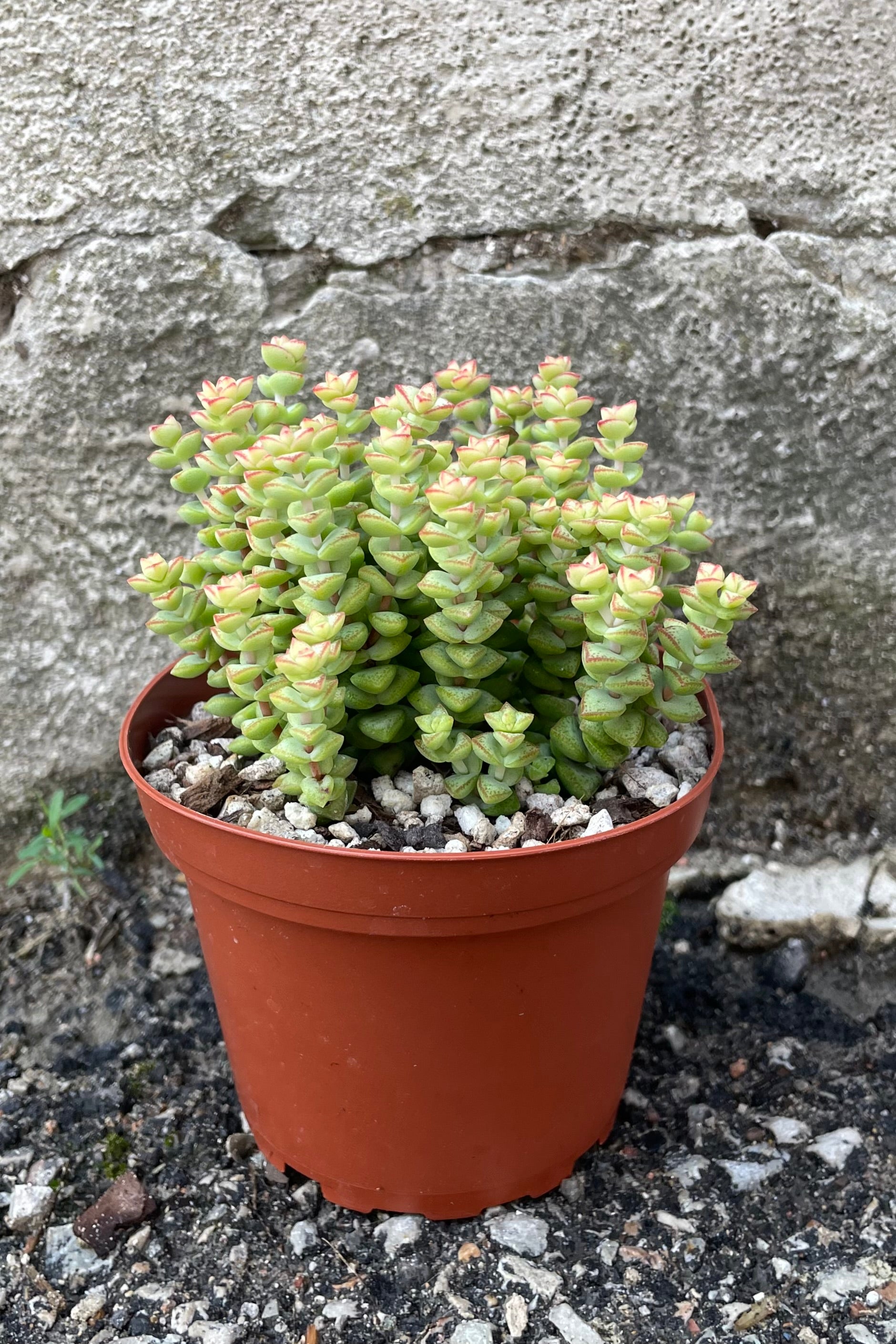 Tom Thumb Crassula Rupestris SSP. Commutata - 4 Inch Succulent Plant for Home Decor, Office Desk, or Garden Arrangement