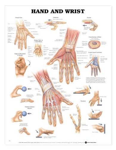 Hand Wrist Anatomical Chart - Detailed Medical Illustration for Anatomy Study, Physical Therapy & Classroom Education | Perfect for Doctors, Students & Healthcare Professionals