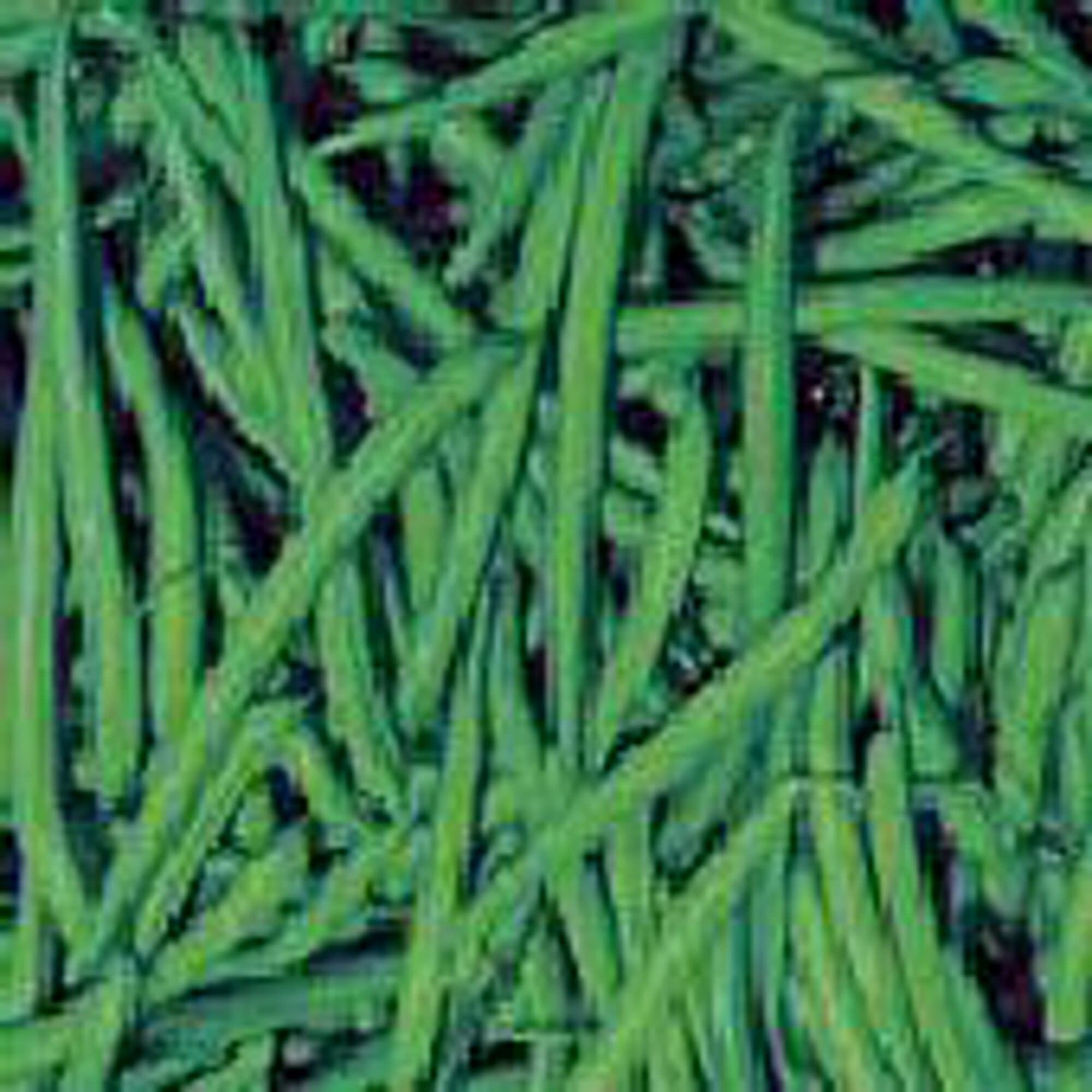 Organic Strike Bush Bean Seeds (20+ Seeds) | Non-GMO Heirloom Vegetable Seeds for Planting | Home Garden, Greenhouse & Container Gardening | Perfect for Soups, Salads & Healthy Homegrown Meals