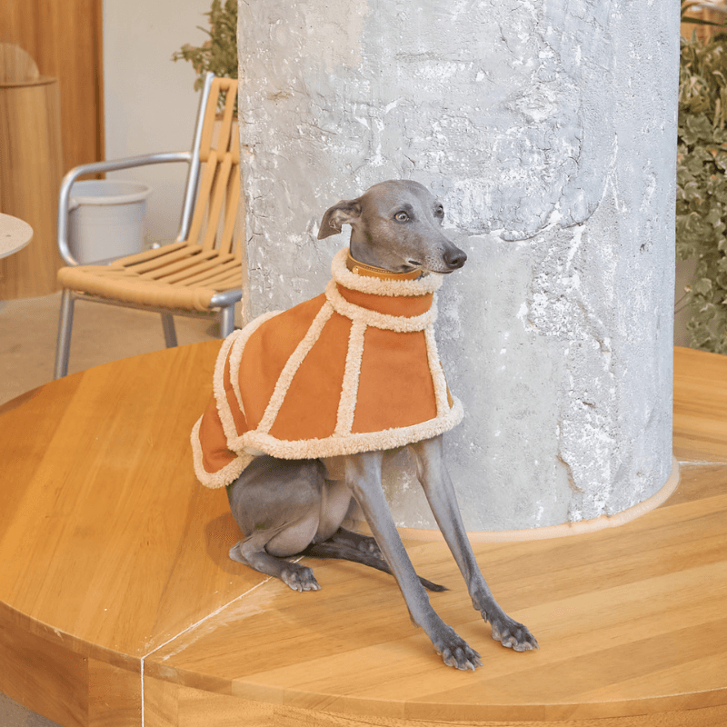 Luxury Balmoral Teddy Coat for Women - Soft & Warm Winter Outerwear - Perfect for Casual Outings, Office Wear & Cold Weather Fashion