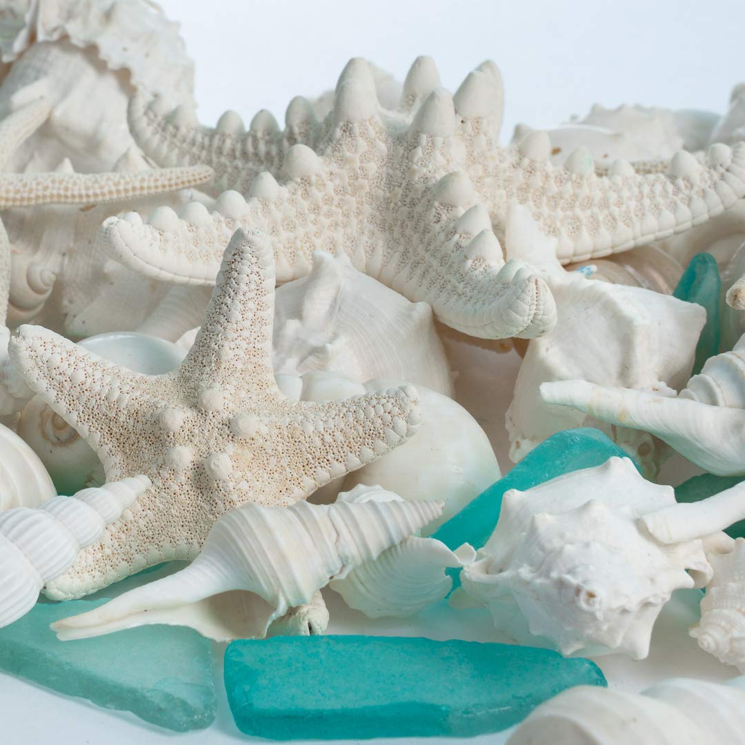 5lb Mixed White Real Beach Seashells with Starfish & Sea Glass - Natural Shells for DIY Crafts, Ocean Themed Decor, Beach Party Decorations - Perfect for Home Decor, Wedding Centerpieces, and Kids' Art Projects