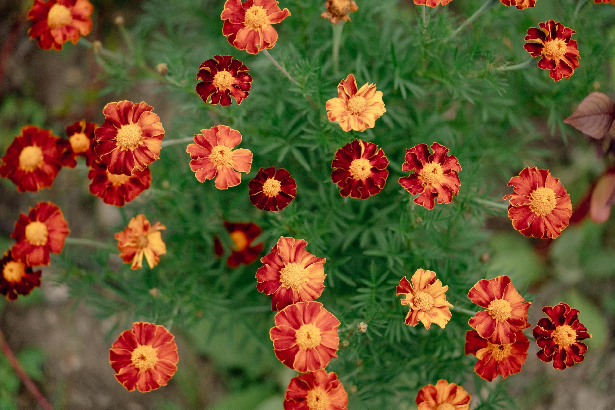 Organic Tashkent French Marigold Seeds - Non-GMO Heirloom Flower Seeds for Planting (Pack of 60) | USA-Grown Gardening Supplies for Outdoor Gardens, Wildflower Beds & Herb Gardens | Perfect for Pollinator-Friendly Landscapes & Container Gardening