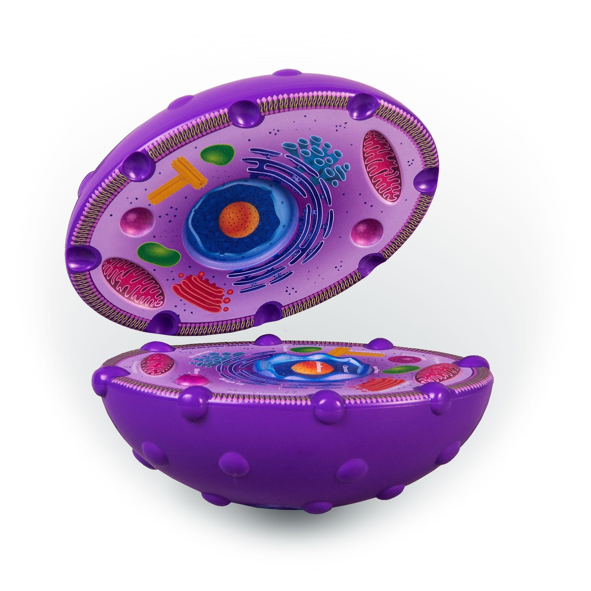 Animal Cell Model - 3D Biology Science Kit for Students & Teachers | Hands-On Learning Tool for Classroom & Homeschool Education