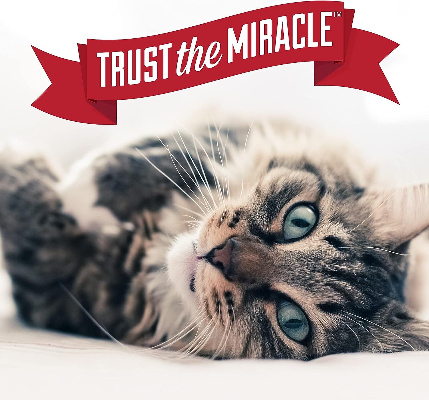 Nature's Miracle Urine Destroyer Plus for Cats - Eliminates Odors & Stains, Enzymatic Formula - Perfect for Litter Boxes, Carpets & Pet Accidents