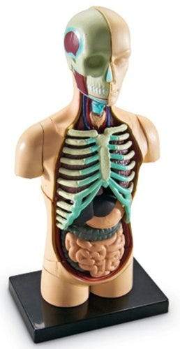 Human Body Anatomy Model - Detailed 3D Educational Tool for Medical Students & Science Enthusiasts | Perfect for Classroom, Lab & Home Study
