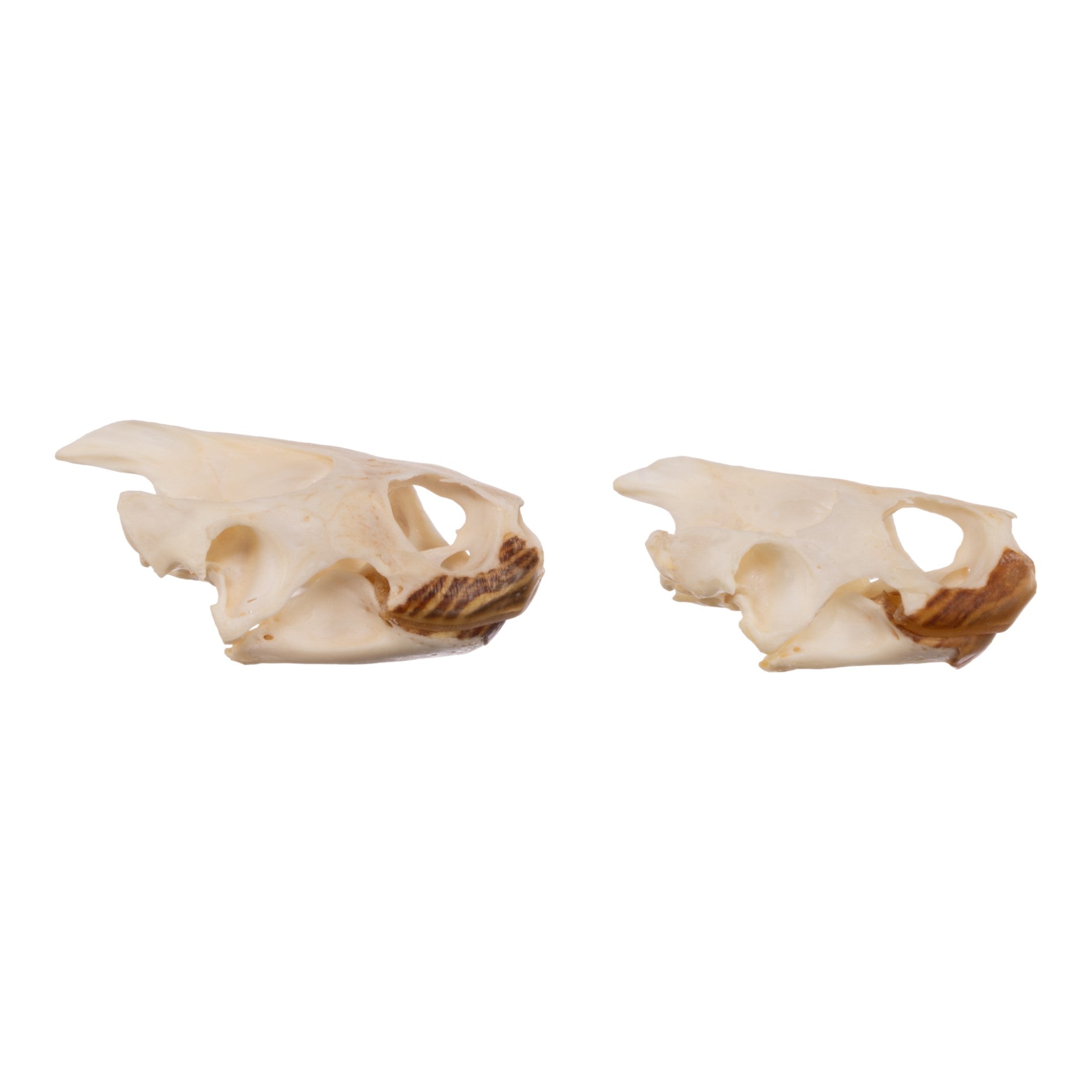 Authentic Real Pond Turtle Skull - Natural Specimen for Science Study, Home Decor & Gothic Collection | Perfect for Biology Classrooms, Halloween Decor & Oddity Displays