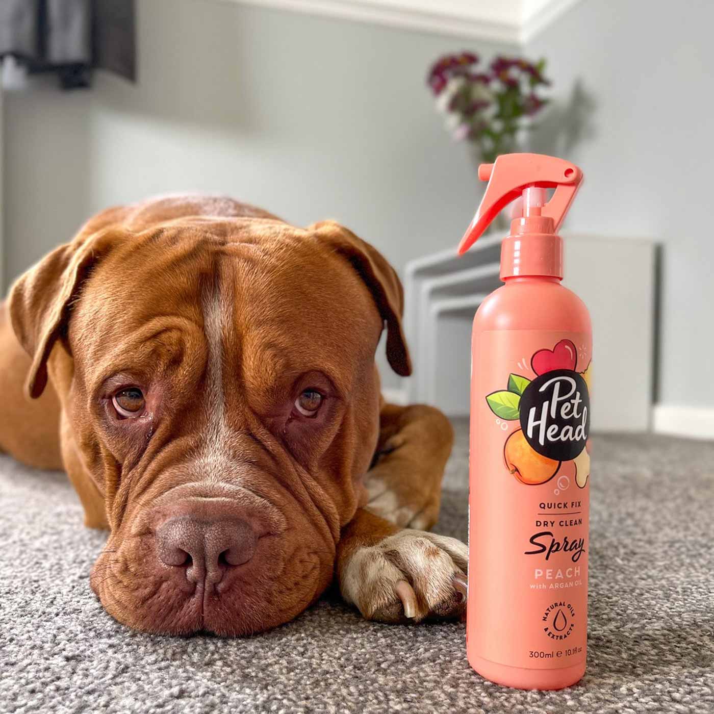 Pet Head Quick Fix Dry Clean Peach Spray 300ml | Waterless Dog & Cat Shampoo | Freshen Between Baths for Dogs & Cats | Perfect for Travel, Grooming & Quick Cleanups