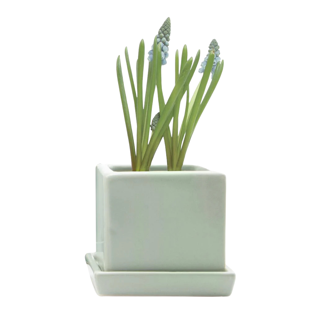 Spearmint