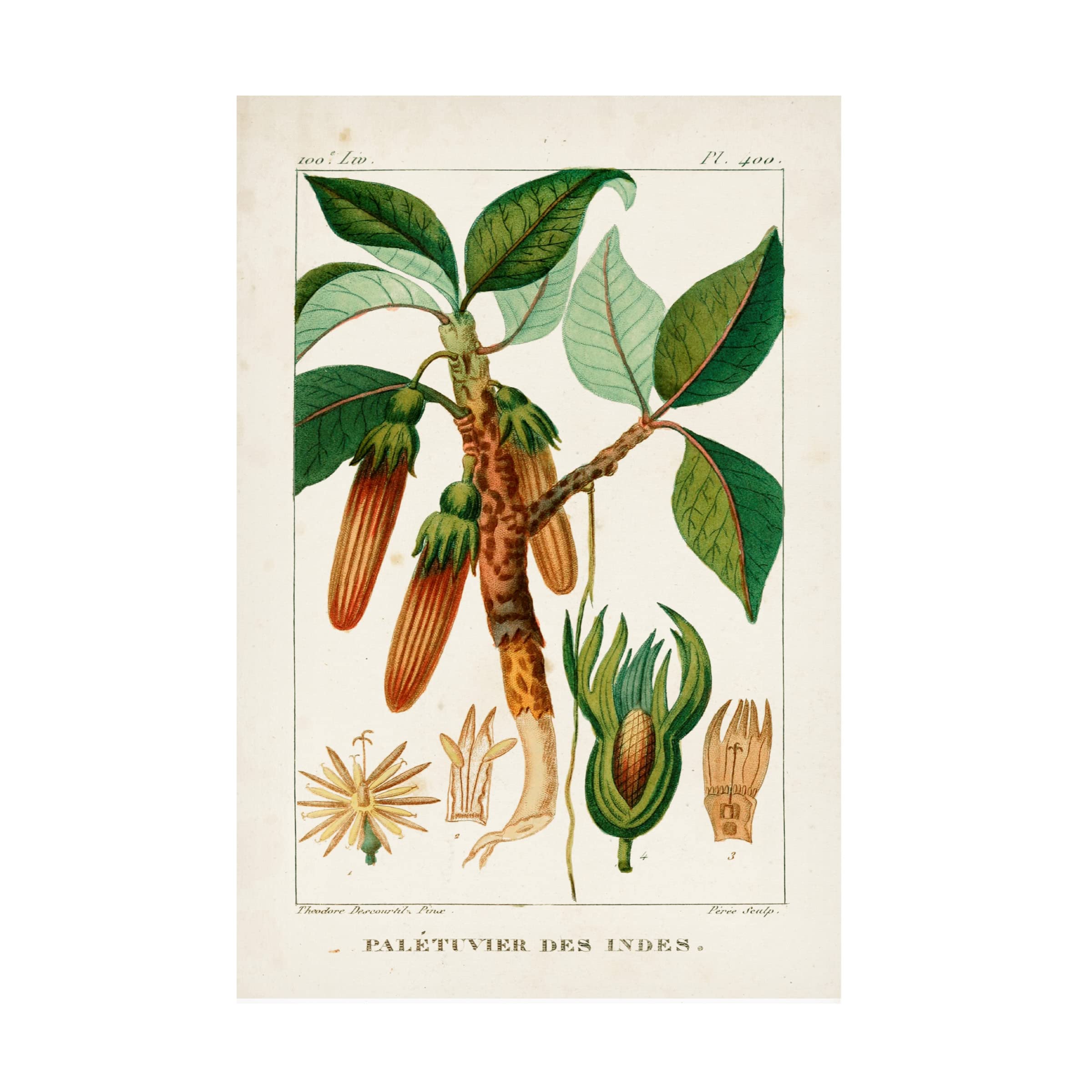 Trademark Fine Art 'Turpin Foliage And Fruit I' Canvas Art Print by Turpin - Stunning Botanical Wall Decor for Living Room, Bedroom & Office