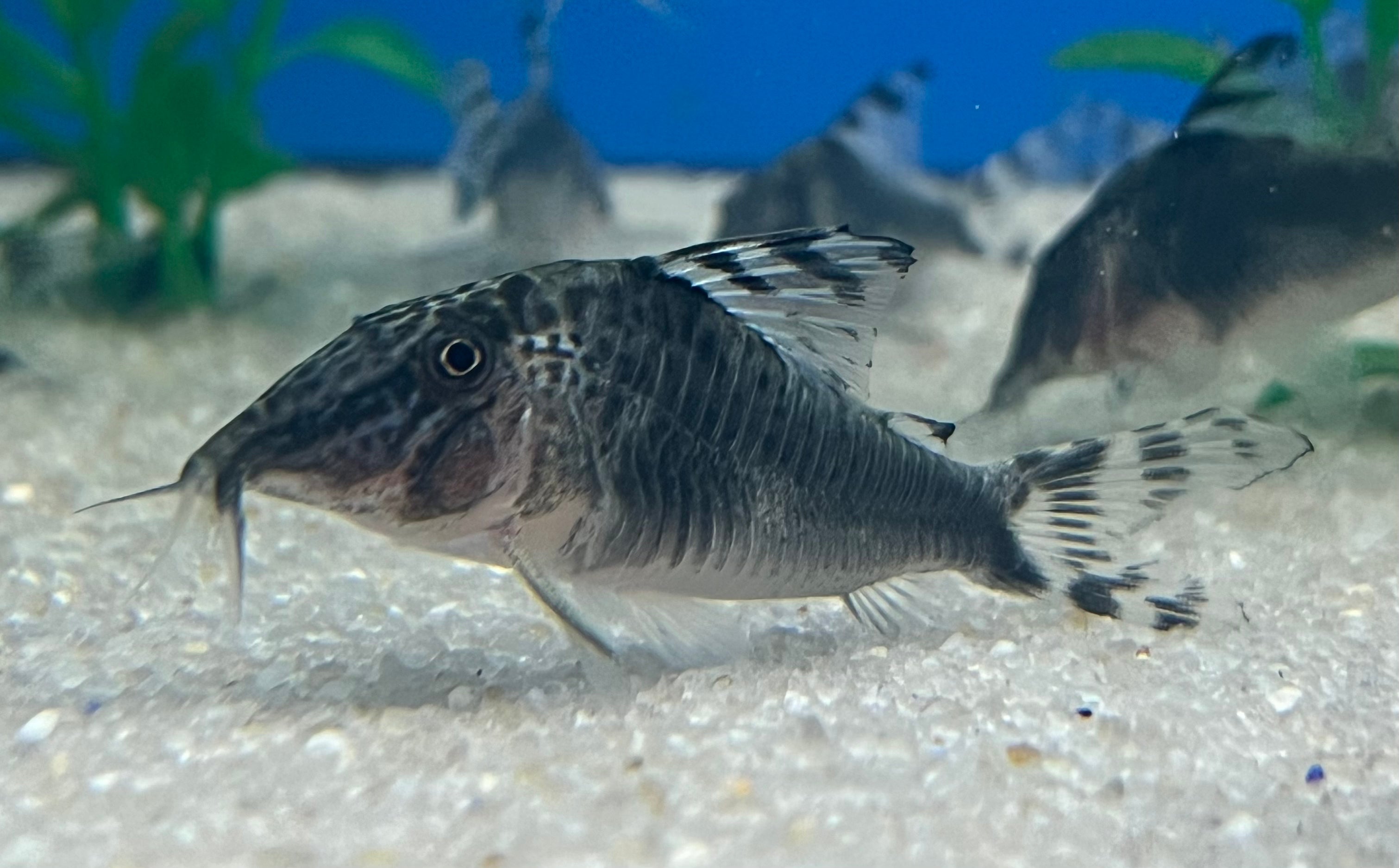 Peruvian Black Corydoras Catfish - Live Freshwater Aquarium Fish for Tropical Tanks | Perfect for Community Aquariums & Planted Tanks