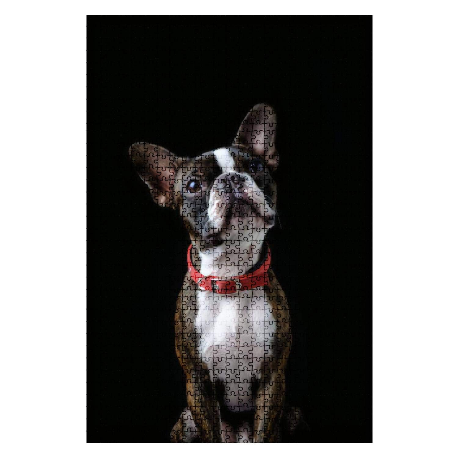 1000-Piece Wooden Jigsaw Puzzle - Boston Terrier Portrait Closeup on Black Background | Fun & Challenging DIY Puzzle for Adults & Kids | Educational Game Toy, Home Decor Gift for Pet Lovers & Puzzle Enthusiasts | Perfect for Family Game Nights, Stress Relief & Home Office Decor