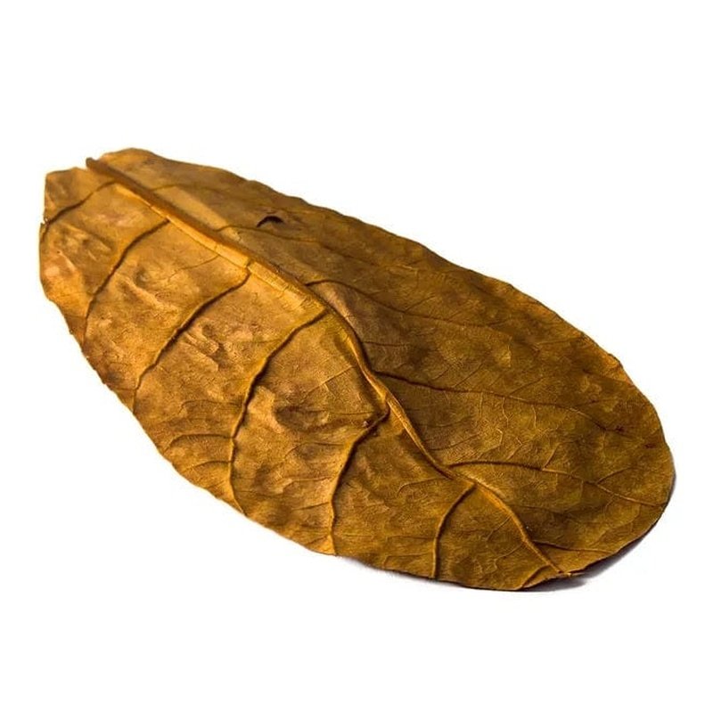 Premium Organic Indian Almond Leaves (10 Pack) - Aqua Natural A Grade for Aquariums, Shrimp Tanks & Natural Water Treatment