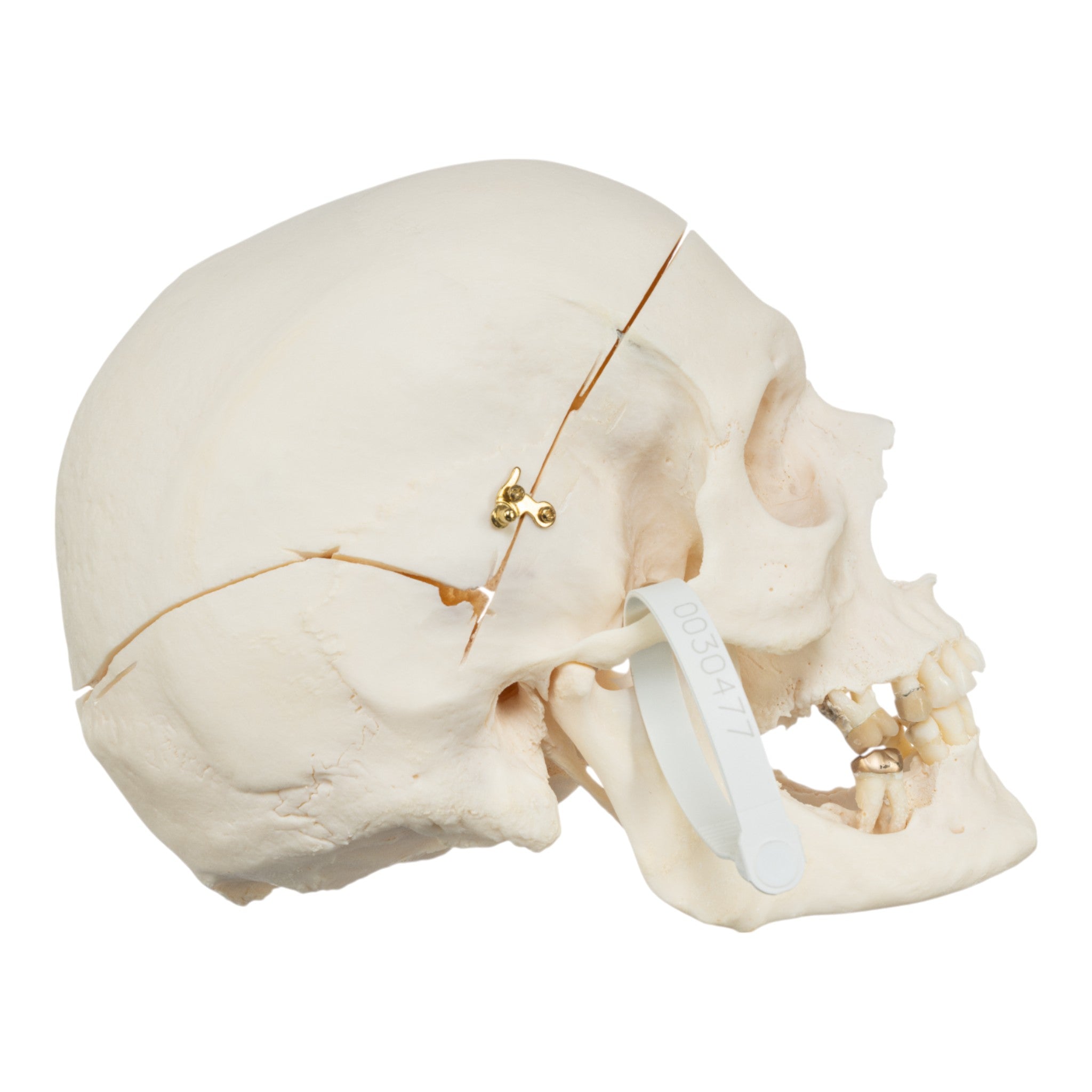 Premium Human Skull Model for Medical Research & Anatomy Study - Perfect for Medical Training, Classroom Education & Halloween Decor