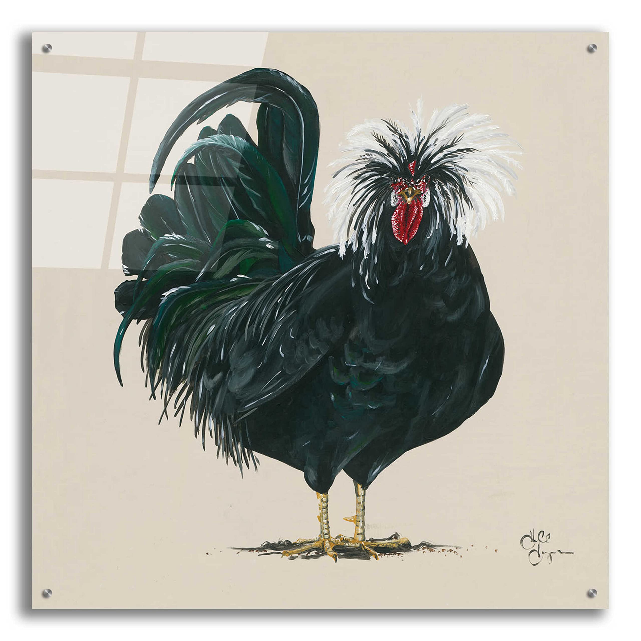 Epic 'Chicken' Acrylic Glass Wall Art by Hollihocks - 36x36 Inches Modern Home Decor for Living Room, Bedroom & Office