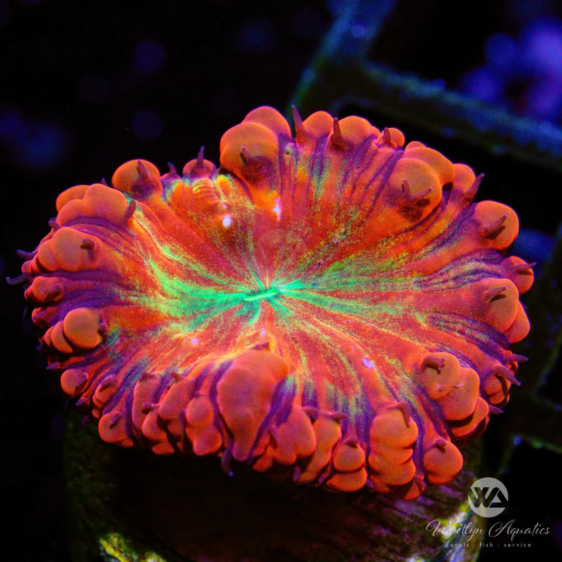 D52 WA Strawberry Margarita Blasto WYSIWYG - Premium Coral for Saltwater Aquariums | Perfect for Reef Tanks & Marine Displays