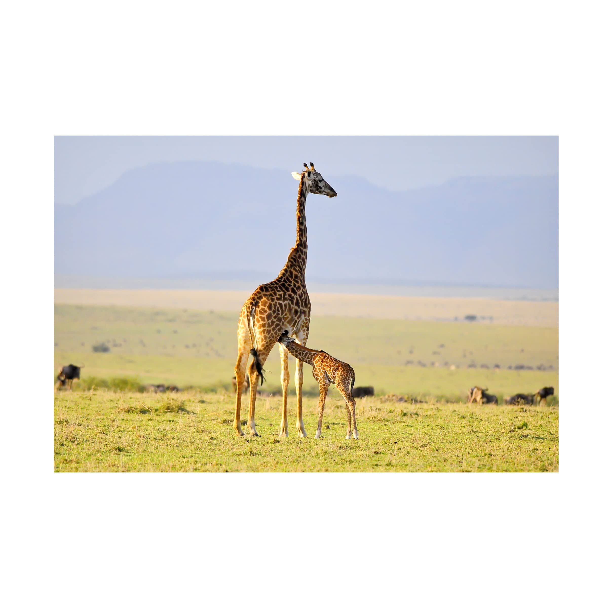 Trademark Fine Art 'Early Morning Milk' Canvas Wall Art by Zw Young - Perfect for Living Room, Bedroom & Office Decor