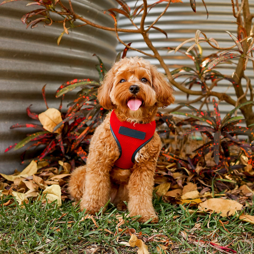 Premium Red Dog Harness with Navy Trim - Adjustable & Reflective for Safety - Perfect for Walking, Running & Outdoor Adventures
