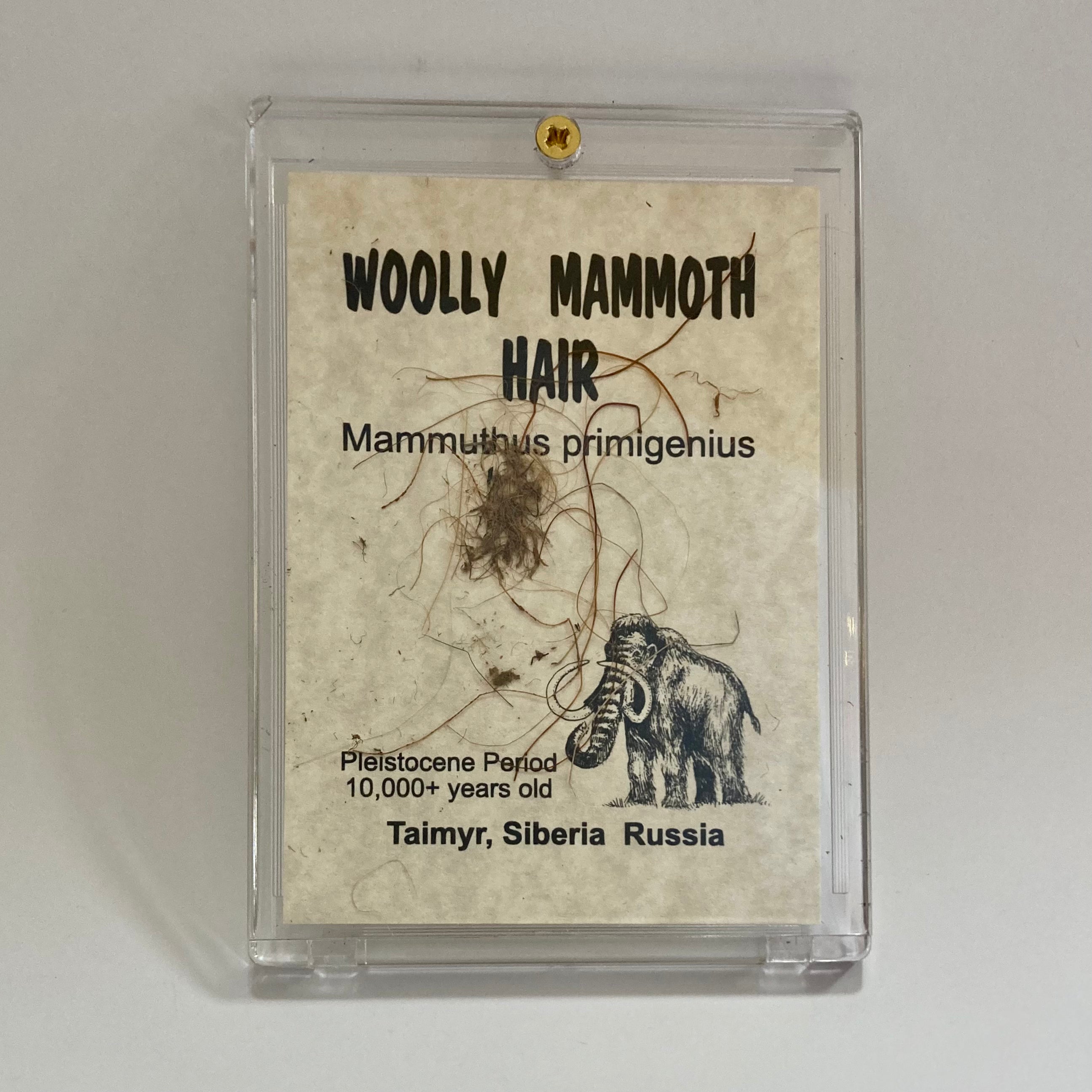 Premium Mammoth Hair Extensions - 100% Human Hair, Natural & Voluminous for Stunning Hairstyles - Perfect for Weddings, Parties & Everyday Glam