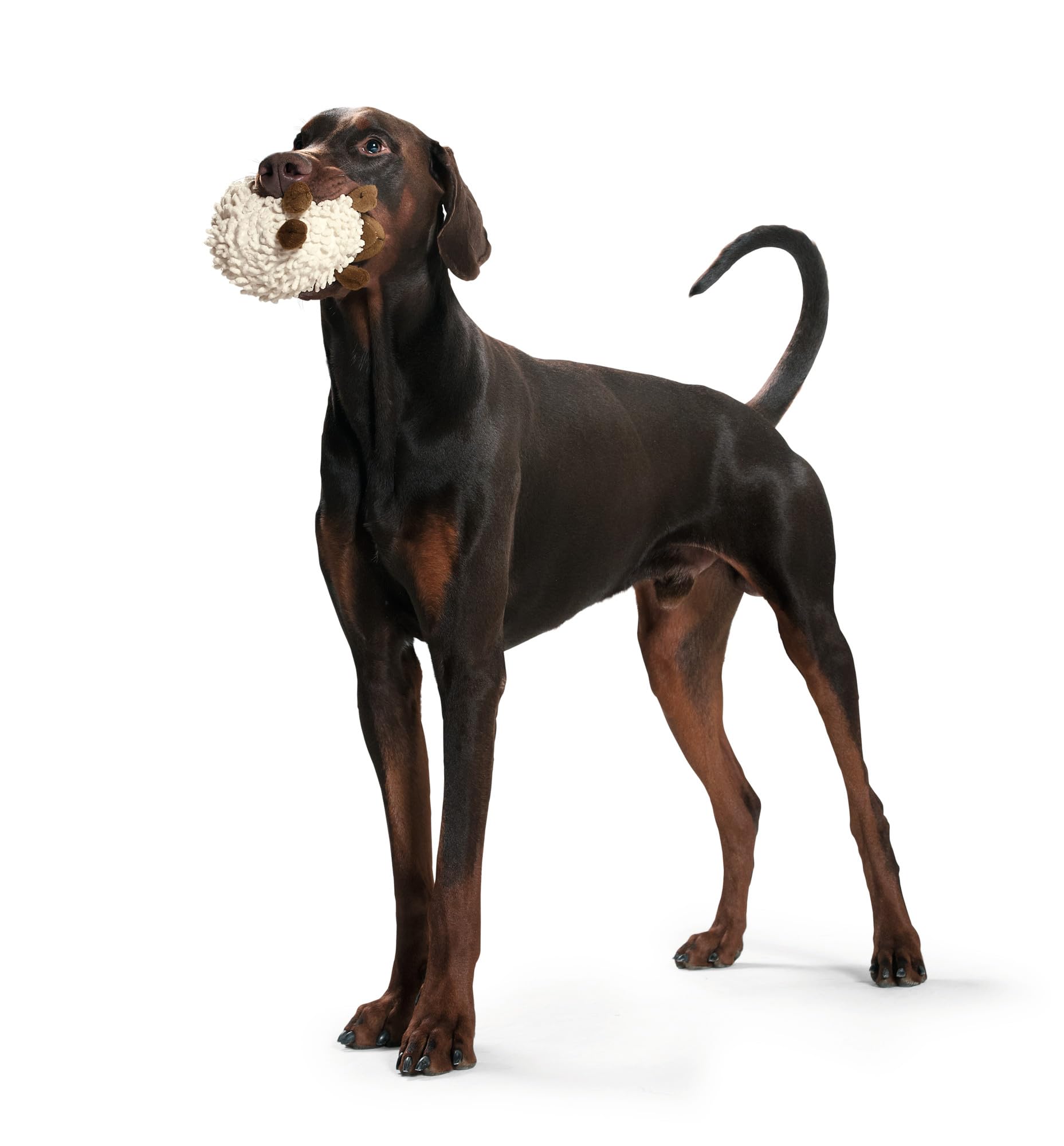 HUNTER Snuggly 91805 Plush Dog Toy - Soft Stuffed Animal Sheep for Small & Medium Dogs - Perfect for Cuddling, Chewing & Indoor Playtime