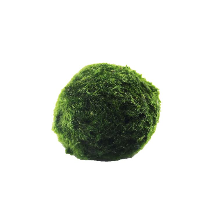 Decorative Balls for Aquarium - 0.8in to 2.5in Fish Tank Ornaments for Water Grass, Moss & Live Aquatic Plants - Perfect for Freshwater & Planted Tanks