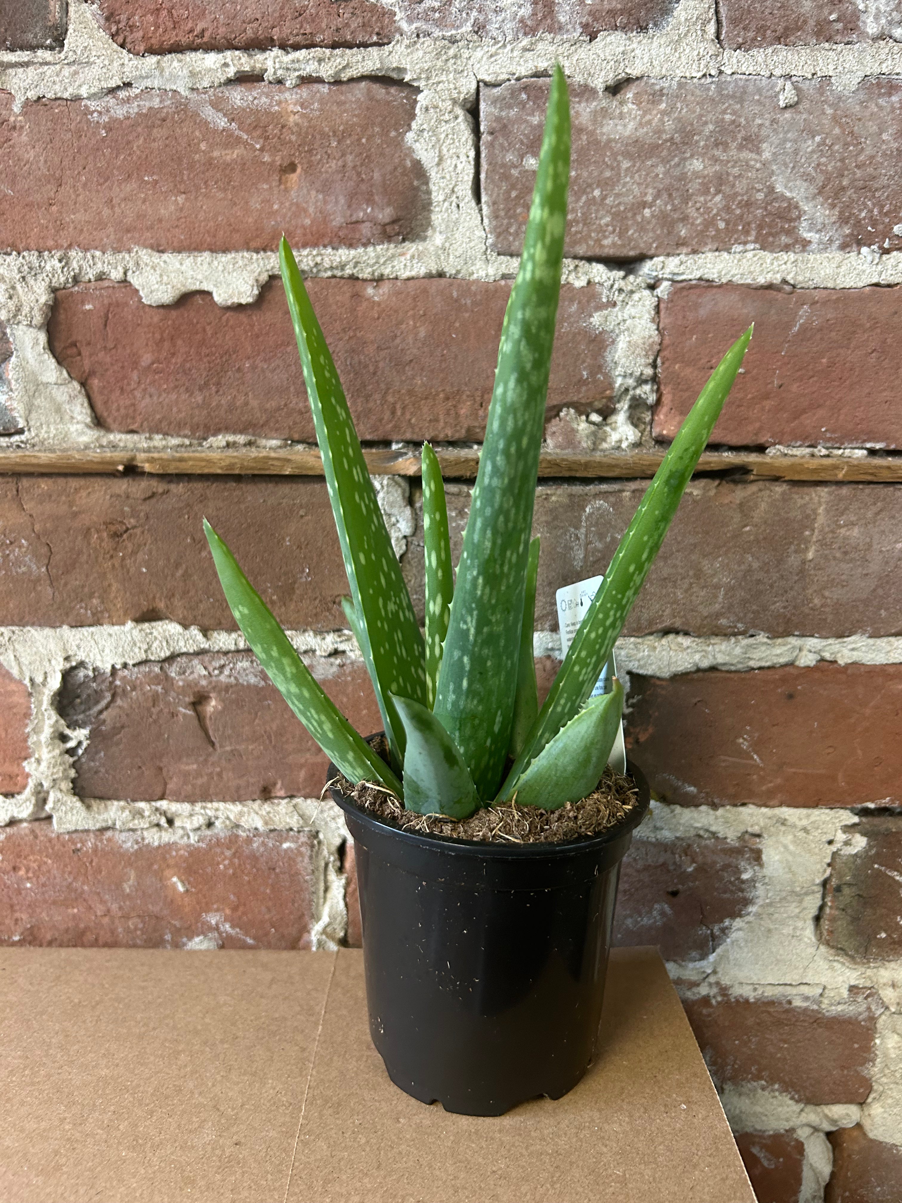 Organic Aloe Vera Plant for Skin Care, Healing & Home Decor - Perfect for Sunburn Relief, Indoor Gardening, and Natural Beauty