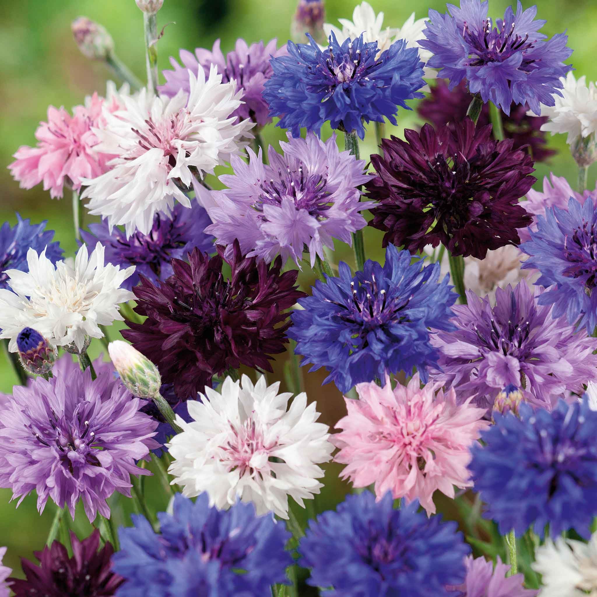 Eden Brothers Cornflower Bachelor Button Seeds - Tall Mix for Garden Planting | Blue, Pink & White Wildflower Seeds for Borders, Bouquets & Pollinator Gardens