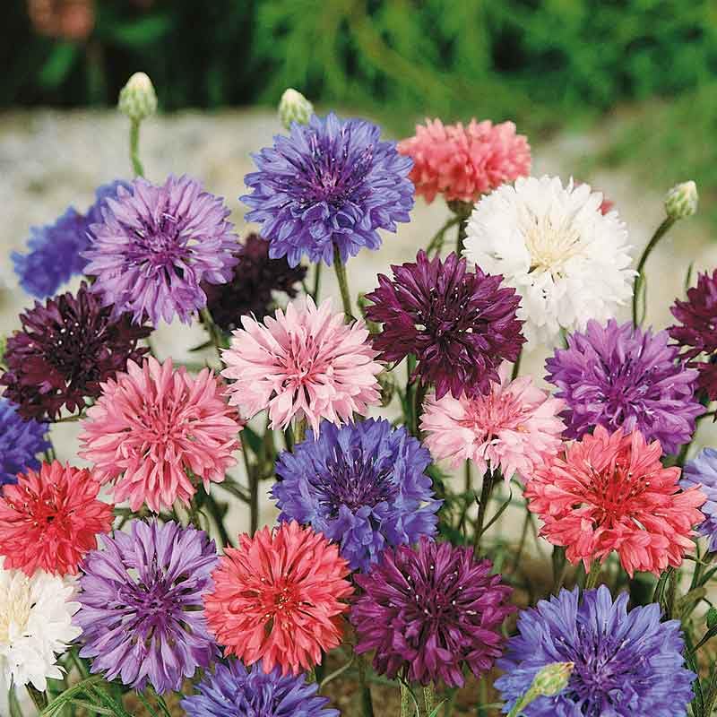 Eden Brothers Dwarf Cornflower Bachelor Button Seeds - Blue, Pink & White Mix for Garden, Bouquets & Pollinator-Friendly Landscaping
