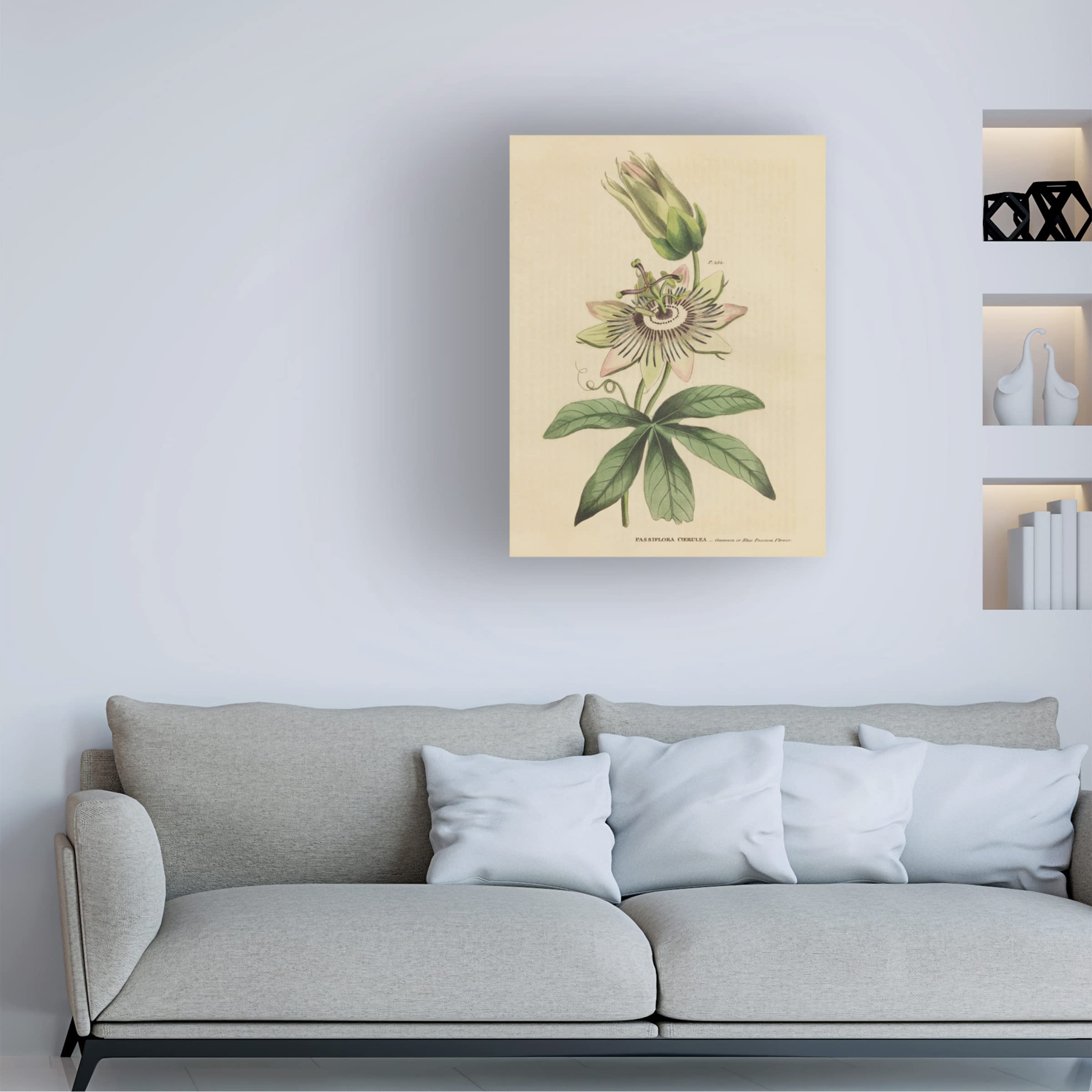 Trademark Fine Art 'Herbal Botanical XXI' Canvas Wall Art Print by Wild Apple Portfolio - Perfect for Living Room, Bedroom & Office Decor