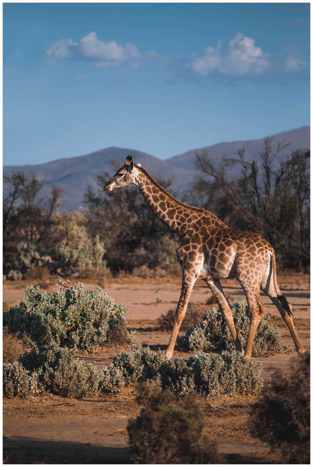 1000 Piece Jigsaw Puzzle for Adults - Handmade Art Deco Wooden Puzzle with Giraffe Walking in Grassland Scene - Perfect for Family Game Night, Stress Relief & Home Decor