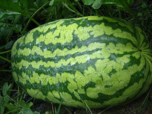 Carolina Cross Watermelon Seeds - 25+ Fresh Non-GMO Seeds for Home Gardening, Backyard Planting & Organic Farming