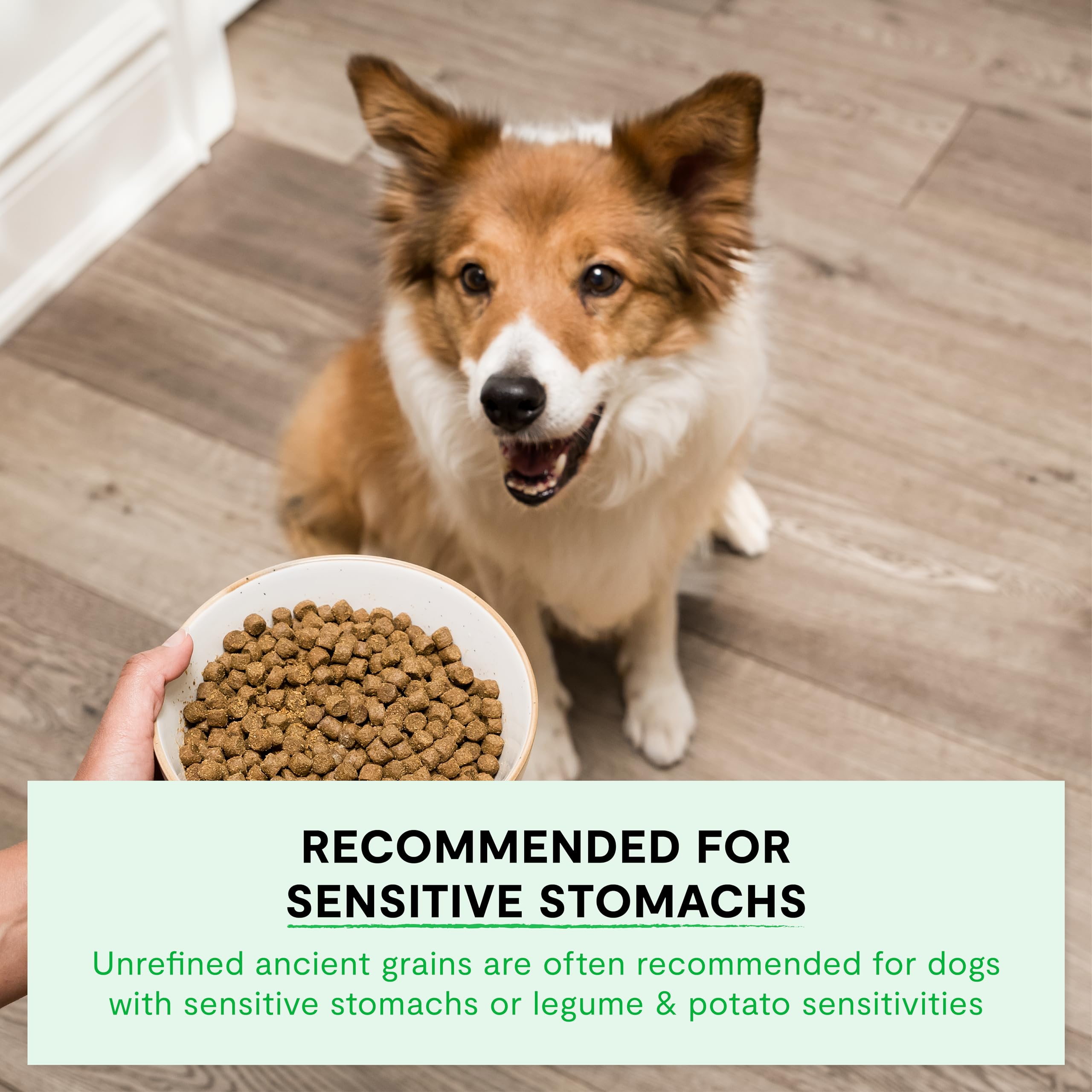 Open Farm Ancient Grains Dry Dog Food - High Protein Lamb Recipe with Non-GMO Superfoods, Pasture-Raised Meat & Nutrient-Dense Ingredients for Adult Dogs (11lb Bag) | Ideal for Active Dogs & Sensitive Stomachs
