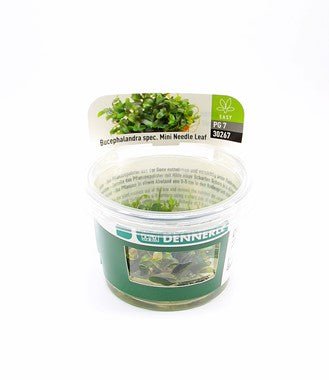 Dennerle Bucephalandra Micrantha 'Needle Leaf' Live Aquarium Plant - Easy Low Light Aquatic Plant for Fish Tanks, Nano Tanks & Aquascaping