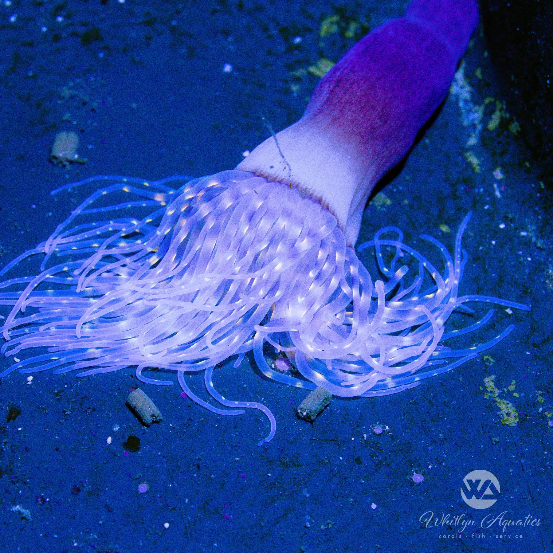 Premium C49 Tube Anemone Coral for Saltwater Aquariums - WYSIWYG Live Coral for Reef Tanks, Nano Tanks & Marine Displays - Vibrant Colors & Easy Care