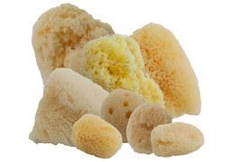 **Aphrodite Natural Sea Sponges for Painting - 100% Pure Greek Natural Fiber Artist Sponges, Chemical-Free & Eco-Friendly - Value Pack of 8 - Perfect for Acrylic, Watercolor & Oil Painting**    *(Use Cases: Ideal for professional artists, hobby painters, DIY crafts, makeup blending, and home decor projects.)*
