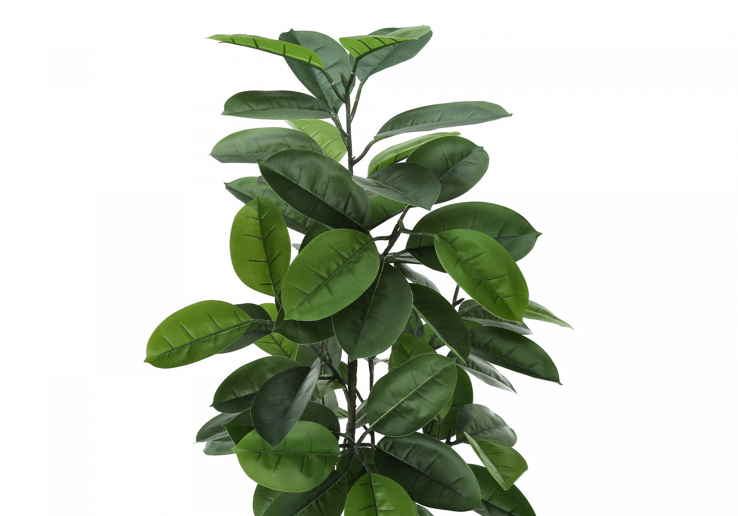 52 Rubber Tree Plants with 5 Black Pots - Indoor Houseplants for Home Decor, Office, and Living Room Greenery