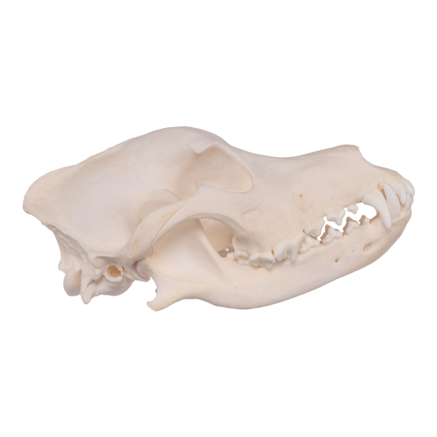 Authentic Husky Dog Skull - Real Domestic Canine Skull for Taxidermy, Veterinary Study, and Halloween Decor - Perfect for Educational Displays and Spooky Home Decor