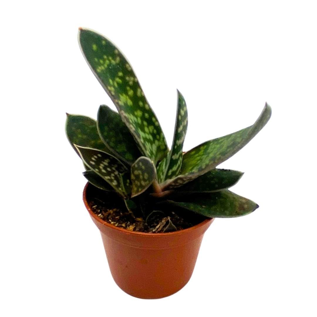 Gasteria Pillansii 'Green Dragon' Succulent Plant - 2 Inch Pot, Smooth Leaves, Low Maintenance Indoor Houseplant - Perfect for Home Decor, Office Desk, and Gift Ideas