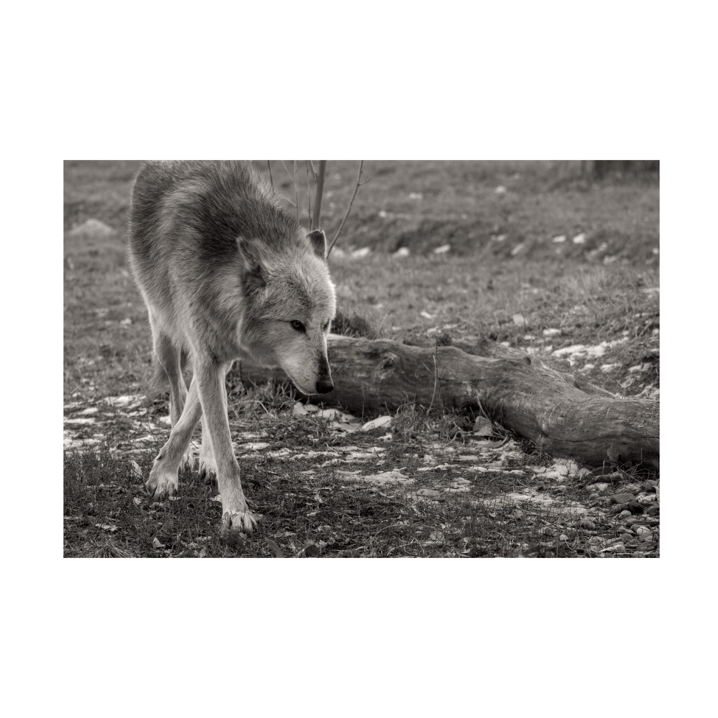 Gordon Semmens 'Wolves of Autumn 09' Canvas Art Print - 16x24 Inches - Premium Wildlife Wall Decor for Living Room, Bedroom & Office