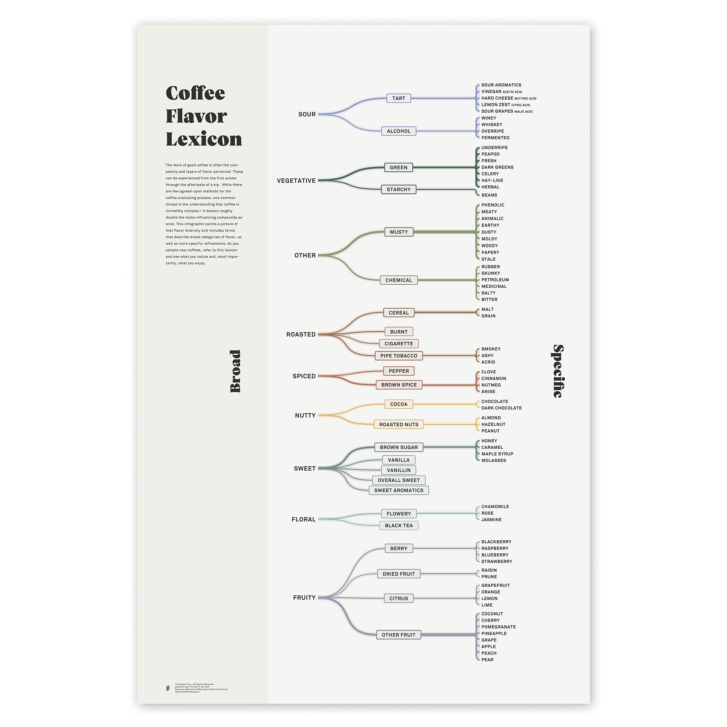 Goldleaf Coffee Flavor Lexicon Wall Art - 24x36 Coffee Tasting Chart Poster for Cupping & Brewing - Educational Word List Print for Kitchen, Office, Cafe Decor - Perfect for Baristas & Coffee Lovers