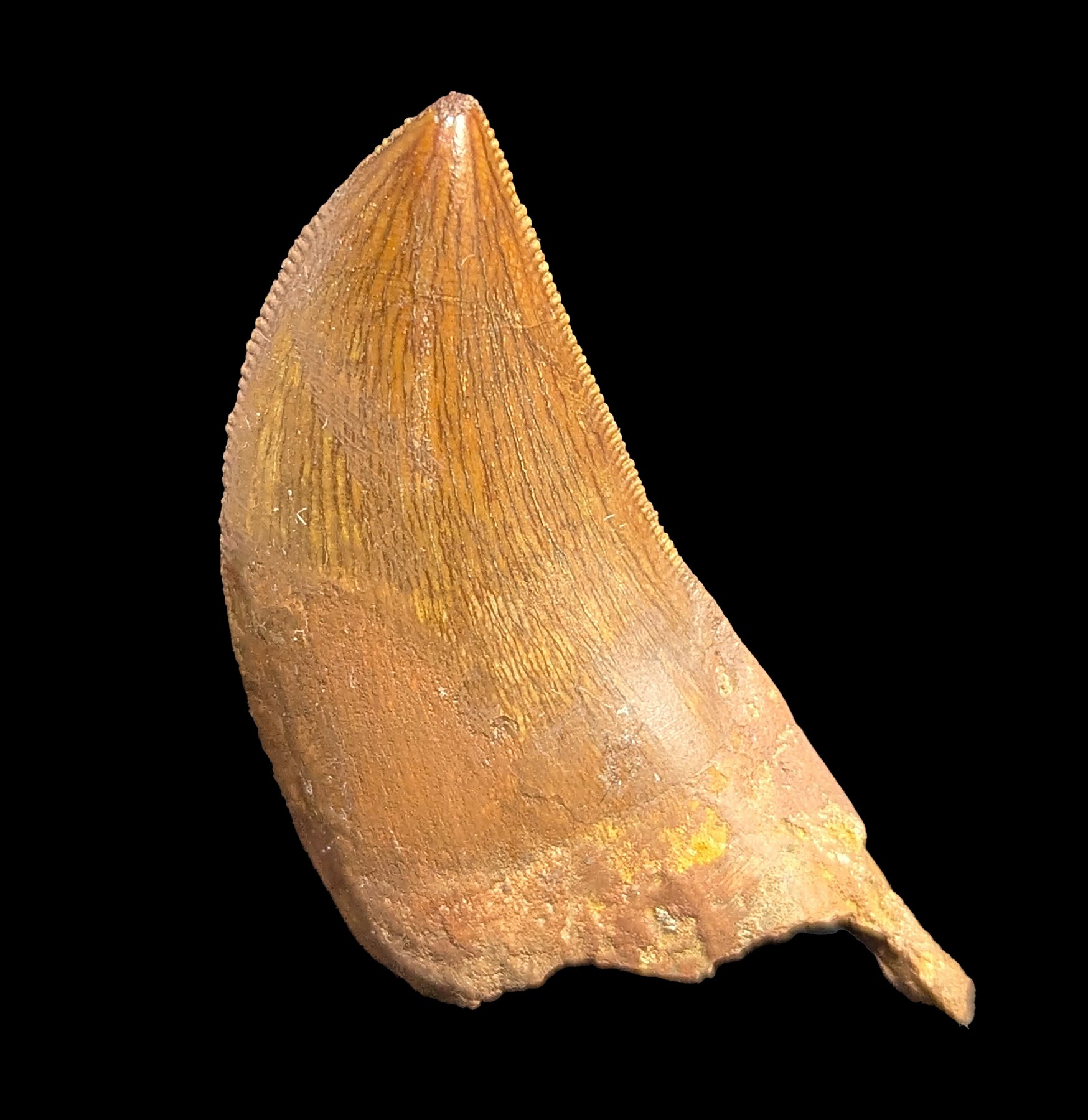 Authentic Carcharodontosaurus Fossil Tooth - Rare Dinosaur Tooth for Collectors & Paleontology Enthusiasts - Perfect for Display, Education & Gifts