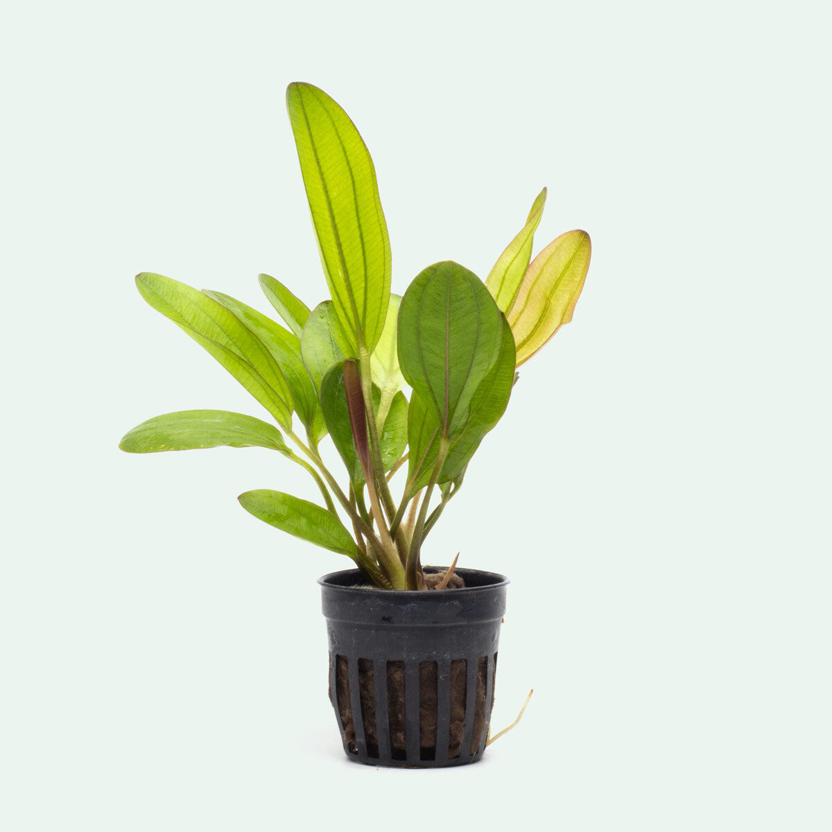 Echinodorus Chameleon Live Aquarium Plant - Color-Changing Aquatic Plant for Fish Tanks & Aquascaping | Perfect for Freshwater Aquariums, Shrimp Tanks & Aquatic Decor